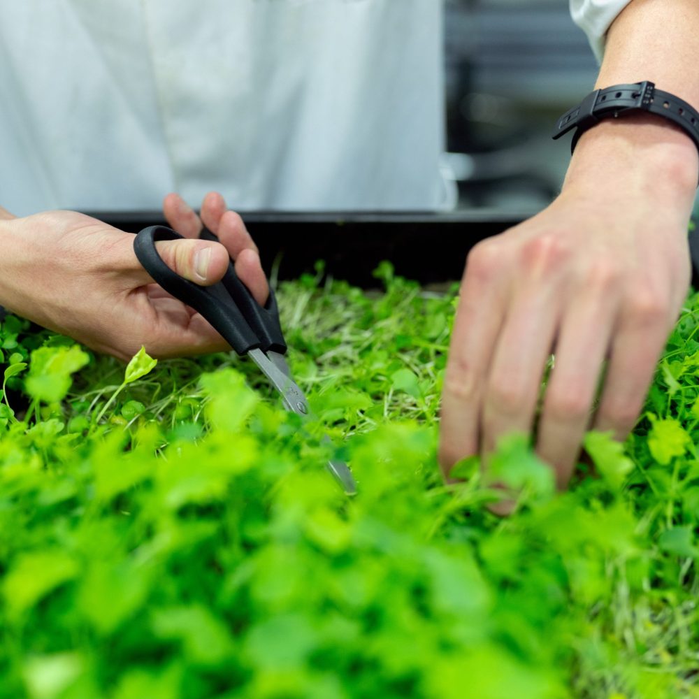 Científica estudiando una planta